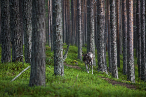 Photo of a reindeer walking trough Finnish woods.
