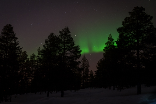 Photo of northern lights above a snowy forest in Rovaniemi, Finland.
