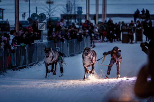Photo of a reindeer race in downtown Rovaniemi, Finland.